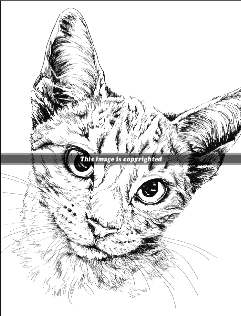 Realistic Animals | Special Art Coloring Books